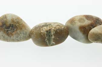 Fossil Coral